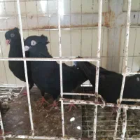 فروش پنج عدد کبوتر سیاه