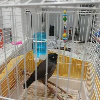 مینا|پرنده|قم, نوبهار|دیوار