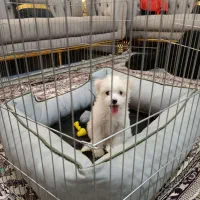 پودل گراس شیطون