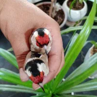 سهره داغسر (سرسیاه)