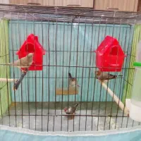 دو جفت فنج کینگ