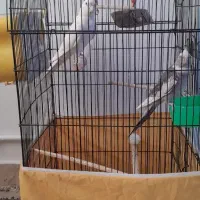 عروس هلندی جفت