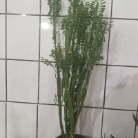 گل زیبا و سر حال با ارتفاع ۱ونیم متر