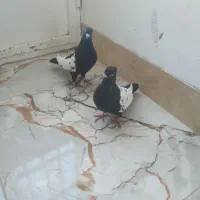 سینه سیا