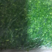 سبزی خوردنی رستوران