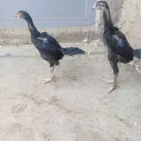 خروس اوشامو