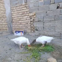 پرنده|حیوانات مزرعه|کهنوج, |دیوار