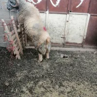 قوچ تخمی