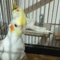 عروس هلندی جفت مولد