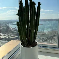 گل آپارتمانی