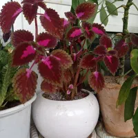 گل طبیعی|گل و گیاه طبیعی|زنجان, |دیوار