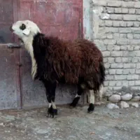 بره قوچی عروس بروجردی سرخ وخوش رنگ