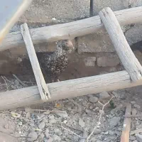 مرغ|پرنده|ایرانشهر, |دیوار