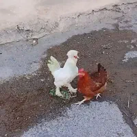 خروس لهستانی