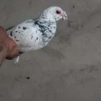 چنتا نر پریده به ماده دمسیا