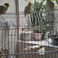 عروس هلندی|پرنده|دهگلان, |دیوار