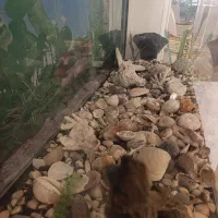 آکواریوم ساده و شرکتی ماهیران بسیار تمیز|ماهی|اصفهان, آهنگران|دیوار