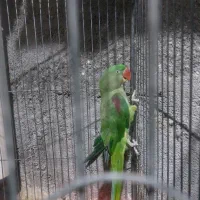 ۱عدد شاه طوطی و۱ عدد ملنگو نر جوان|پرنده|بندر ماهشهر, |دیوار