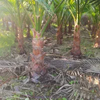 پالم واشنگتن|گل و گیاه طبیعی|کلاچای, |دیوار