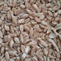 گندم آبی پیشگام