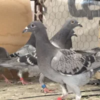 کفتر جوجه پلاکی نر