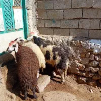 ۳عدد قوزی نر وماده  شال برای فروشی نگه داشتن