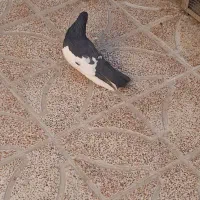 کفتر شهری|پرنده|شیراز, کوشک میدان|دیوار