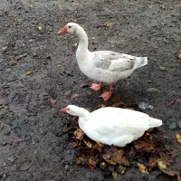 فروش غاز|حیوانات مزرعه|شفت, |دیوار