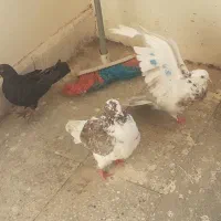 کبوتر|پرنده|آبش احمد, |دیوار