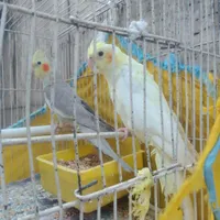 طوطی عروس|پرنده|رشت, بازار|دیوار