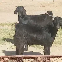 چپش چاق بازدید ریگان  الکی مزاحم نشه