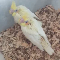 یک جفت ملنگو وجوجه عروس سرلاکی|پرنده|اصفهان, حصه جنوبی|دیوار