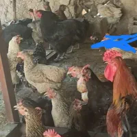 فروش مرغ و جوجه و خروس محلی