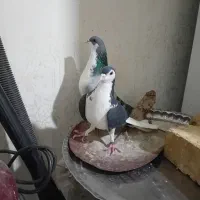 کبوتر دمگیر