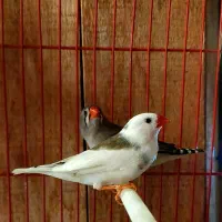 فنج فنچ|پرنده|خمینی‌شهر, |دیوار