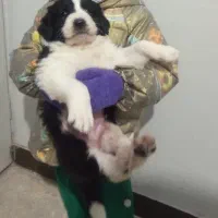 قهدریجانی|سگ|پاکدشت, خاتون آباد|دیوار