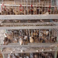 قفس بلدرچین کار کرده