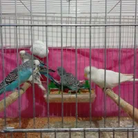 مرغ عشق مولد با جوجه