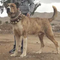 سگ نگهبان گله