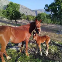 مادیان با کره اسب