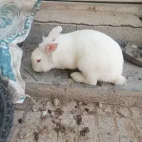 خرگوش|موش و خرگوش|شهرضا, |دیوار