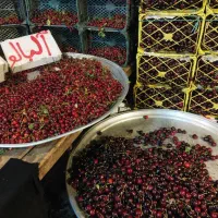 نیروی کار خوب و جوان و کارکن جهت میوه فروشی