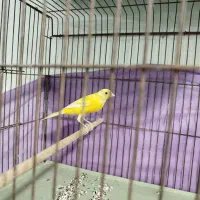 فروش قناری|پرنده|برازجان, |دیوار