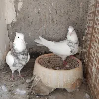 ۵ جفت طوقی و سار|پرنده|بیرجند, |دیوار