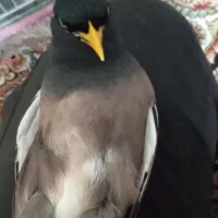 مینا بسیار پر حرف پرو