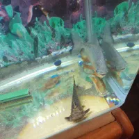 اکواریوم گوشت خوار|ماهی|سنندج, |دیوار