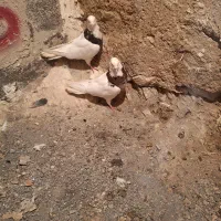 کفتر