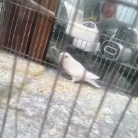 طوطی و کوتوله|پرنده|قم, ناصردیوان|دیوار