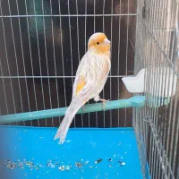 قناری نقره ای نرمست شلاقی .انگشتر.سهره.عروس هلندی|پرنده|کرمانشاه, |دیوار