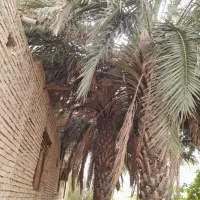 پاجوش انواع نخل موجود